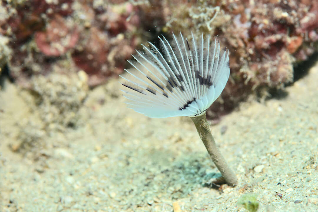 Image of Peacock worm