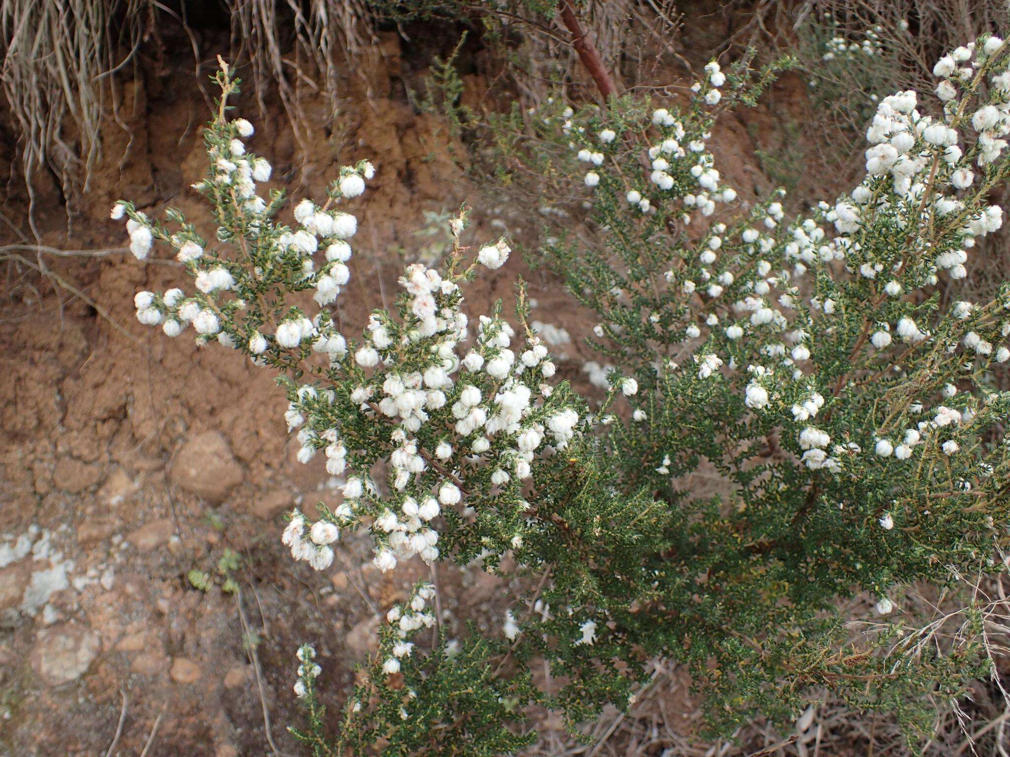 Image of Erica cooperi var. cooperi