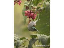 Image of Green-headed Sunbird