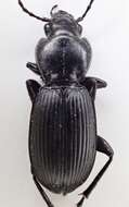 Image of Pterostichus (Hypherpes) isabellae Le Conte 1851