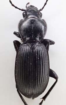 Image of Pterostichus (Hypherpes) isabellae Le Conte 1851