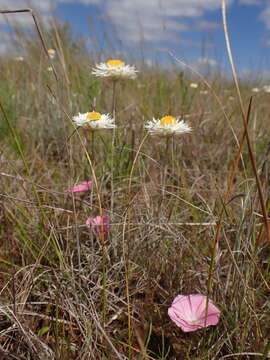 Image of Leucochrysum albicans subsp. tricolor (DC.) N. G. Walsh