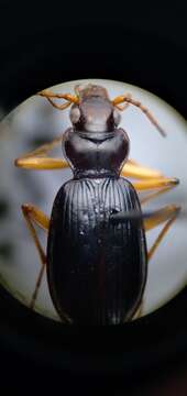 Image de Nebria (Reductonebria) eschscholtzii Ménétriés 1843