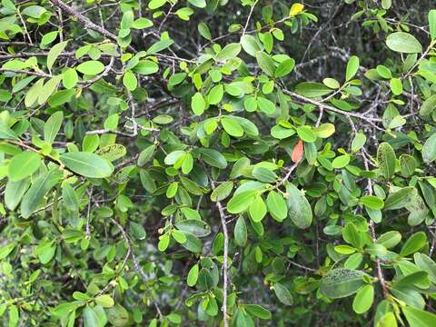 Image of Erythroxylum australe F. Müll.