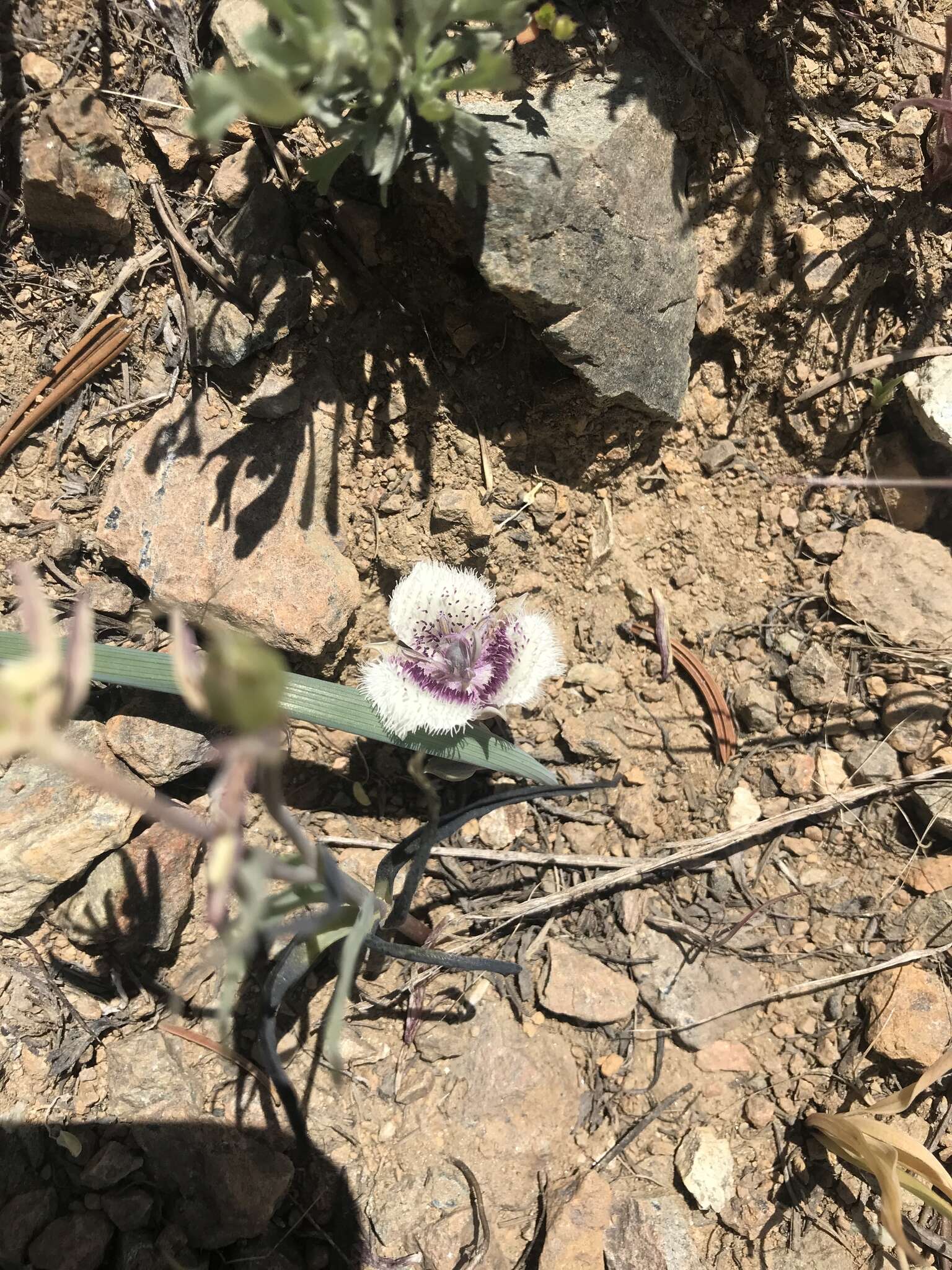 Image of elegant mariposa lily