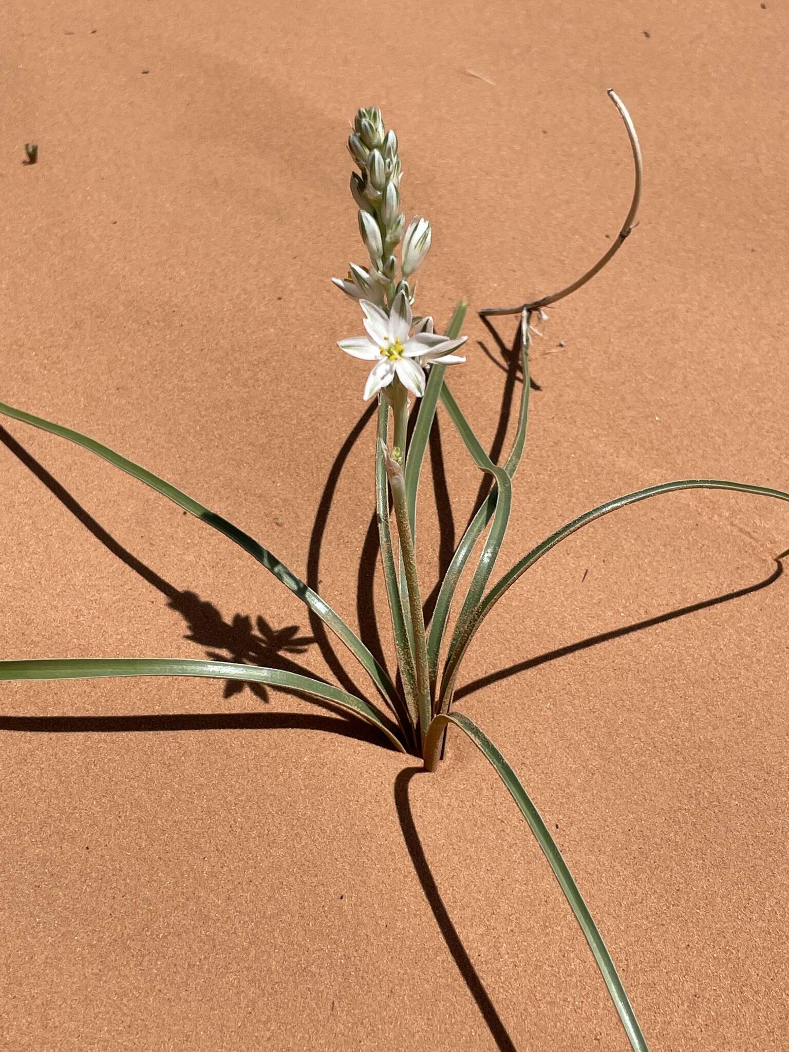 صورة Eremocrinum albomarginatum (M. E. Jones) M. E. Jones