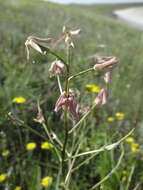 Image of Hesperis tristis L.