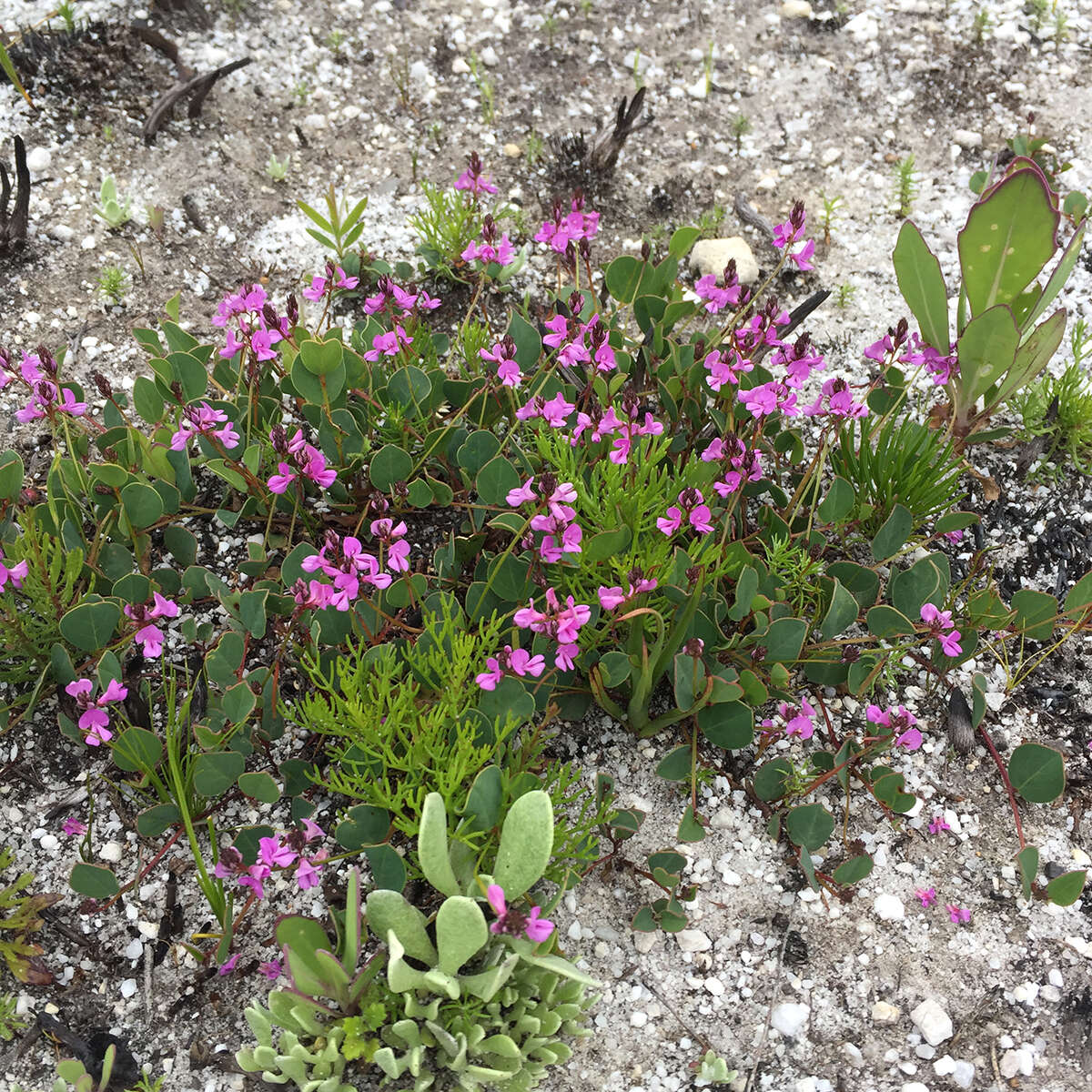 Indigofera ovata Thunb.的圖片