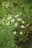 Image de Ligusticum porteri Coult. & N. E. Rose