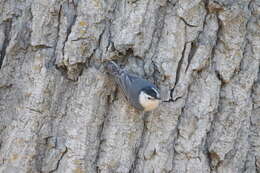 Imagem de Sitta carolinensis aculeata Cassin 1856