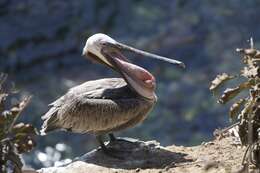 Image of California brown pelican