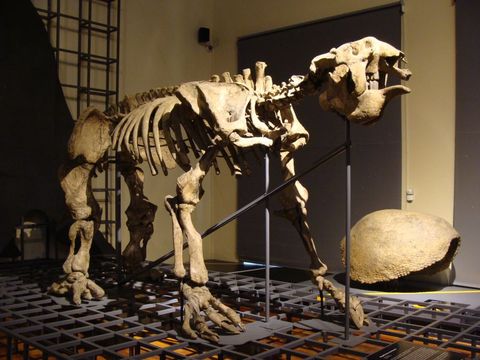 Image of <i>Megatherium americanum</i> English