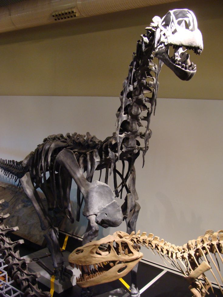 Image of <i>Camarasaurus grandis</i> (Marsh 1877)