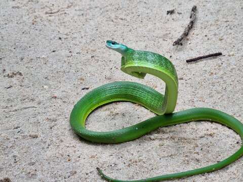 Chlorosoma viridissimum (Linnaeus 1758) resmi