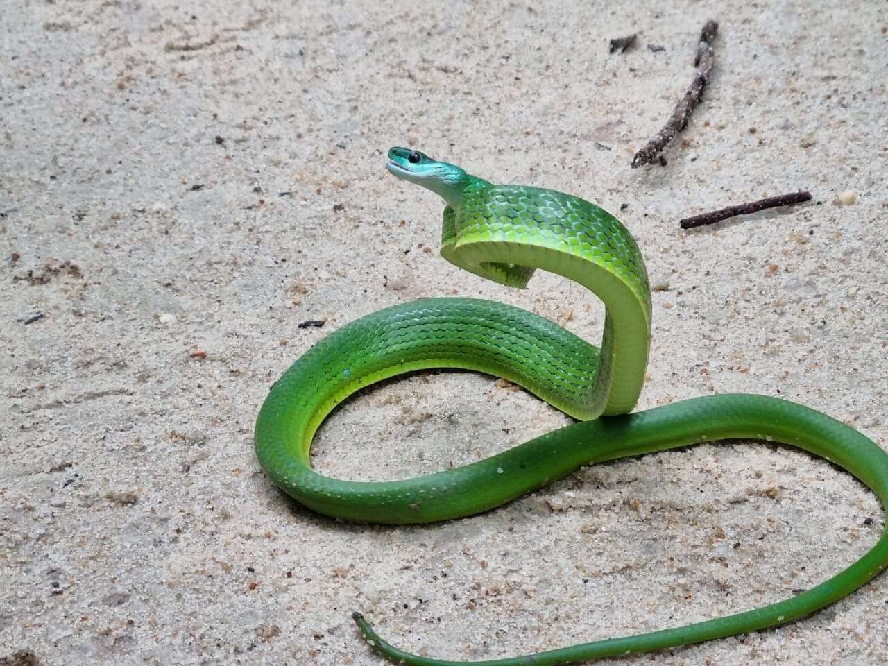 Image of Chlorosoma viridissimum (Linnaeus 1758)