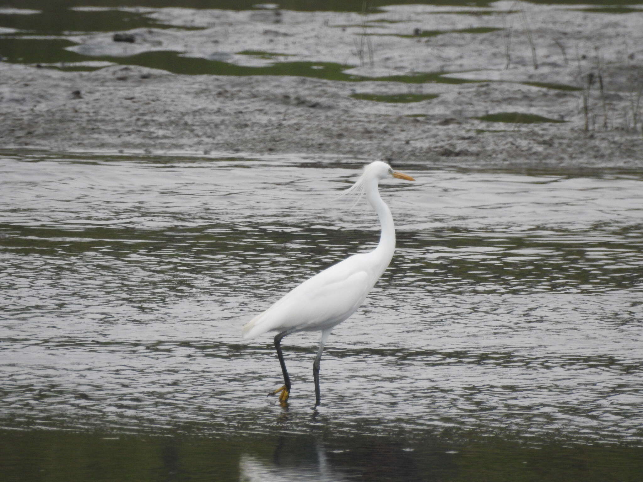 Image of Chinese Egret