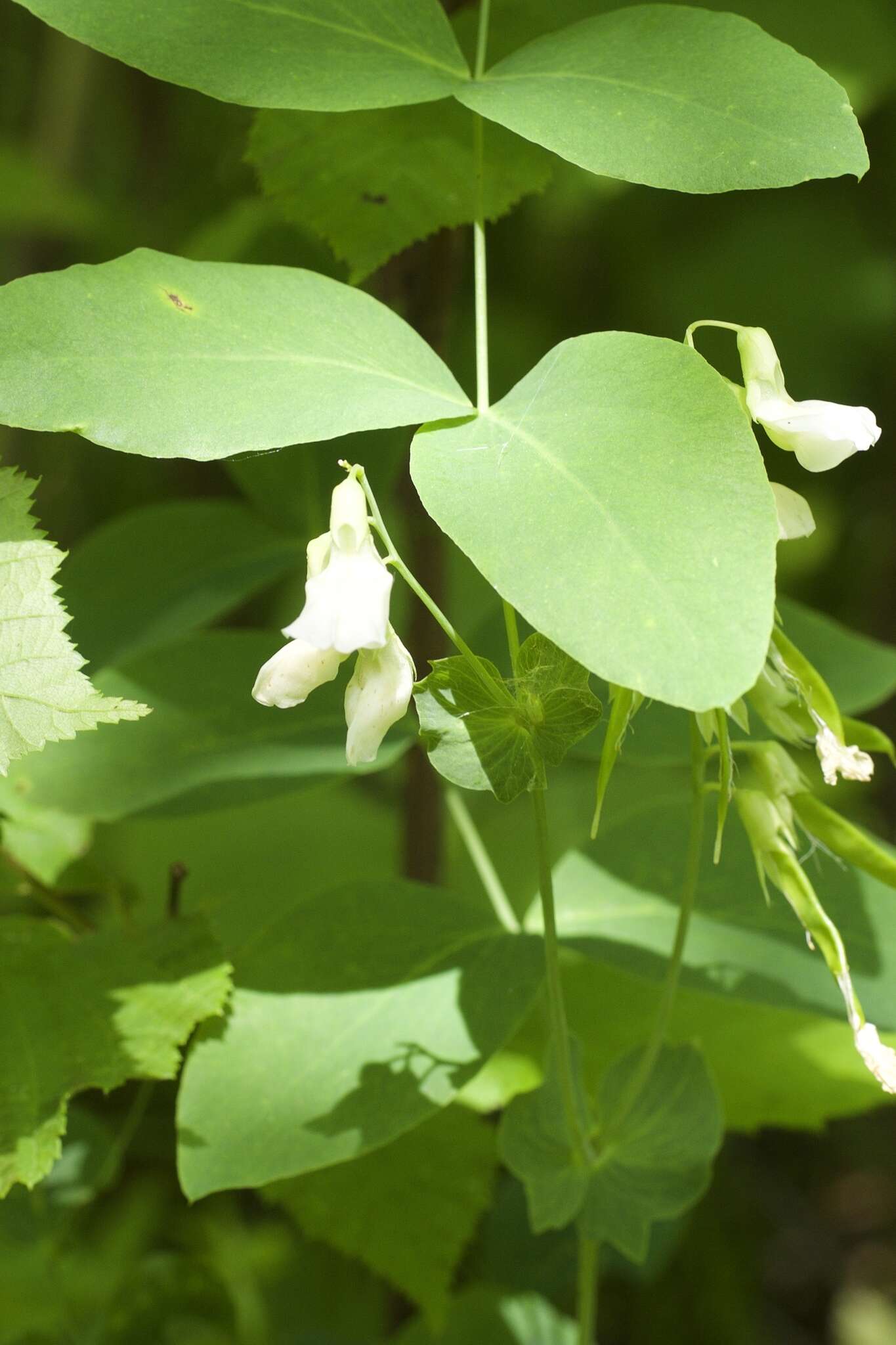 Image of cream pea