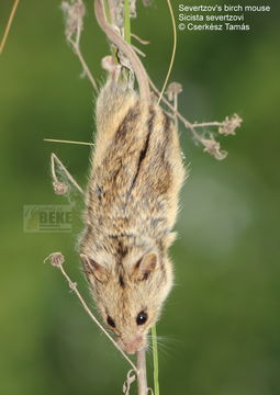 Image of Severtzov's Birch Mouse