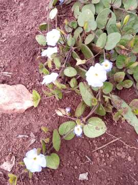 Image of Thunbergia cyanea Boj. ex Nees