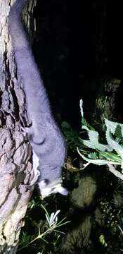 Image of Sugar Glider