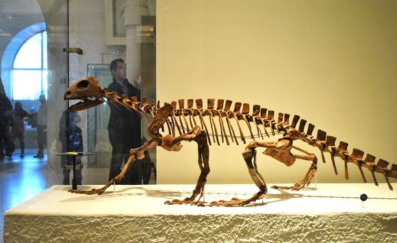 Image of <i>Trilophosaurus buettneri</i> Case 1928