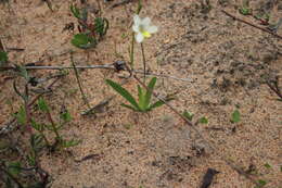 Image of Sparaxis parviflora (G. J. Lewis) Goldblatt