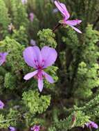 Image of Pelargonium crispum (Berg.) L'Her.