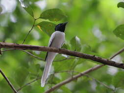 Image of Amur Paradise Flycatcher