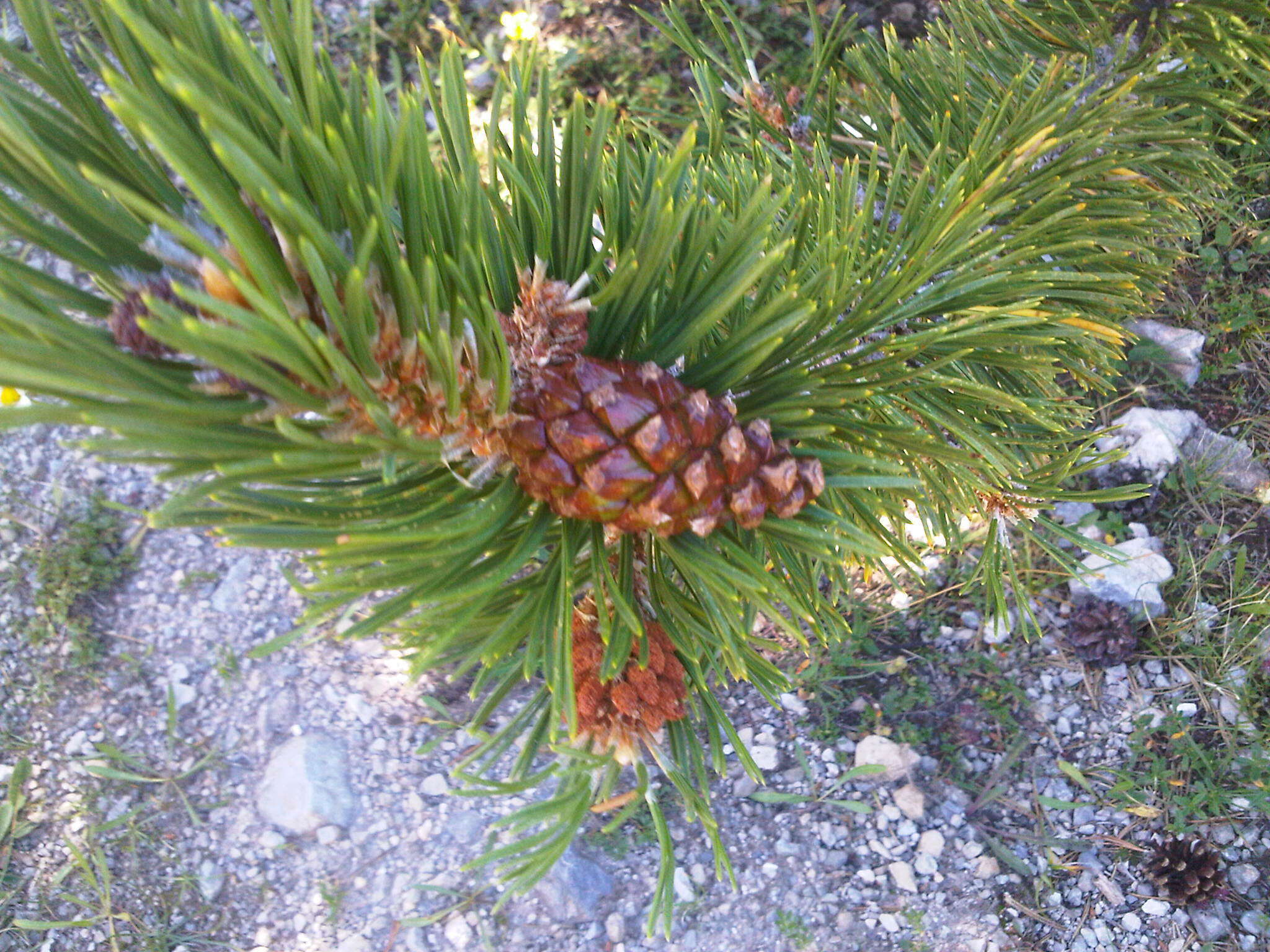 صورة Pinus uncinata Ramond ex DC.