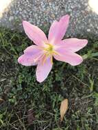 Image of Zephyranthes carinata Herb.