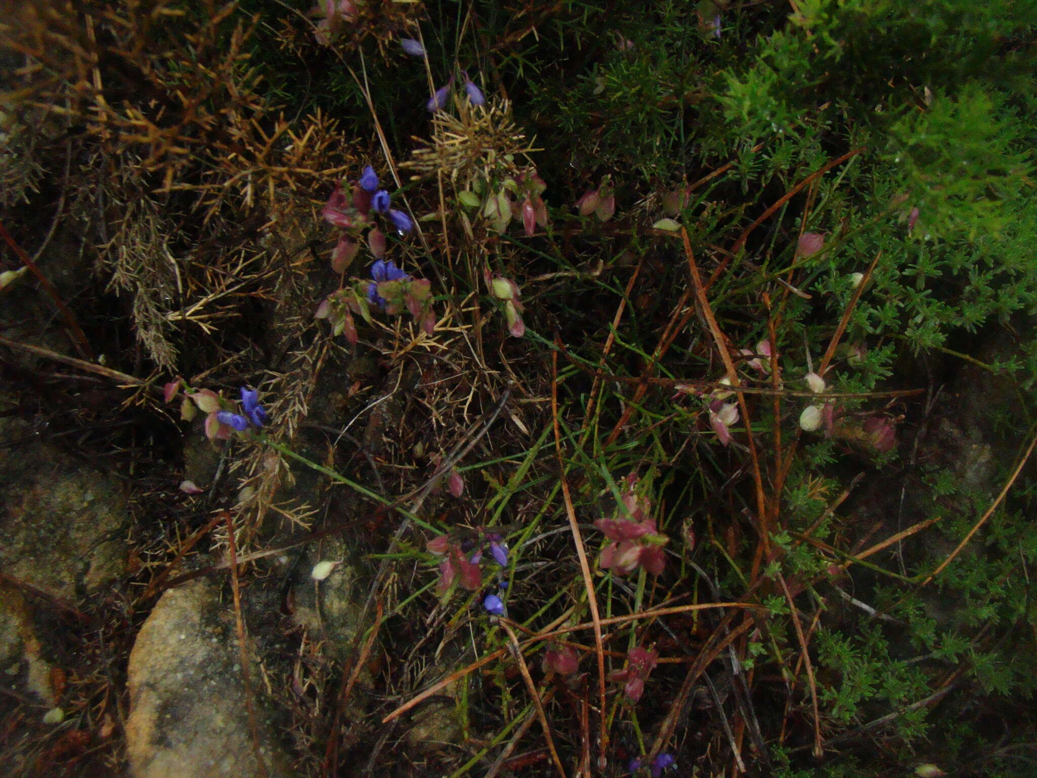 Image of Polygala microphylla L.