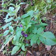 Solanum demissum Lindl.的圖片