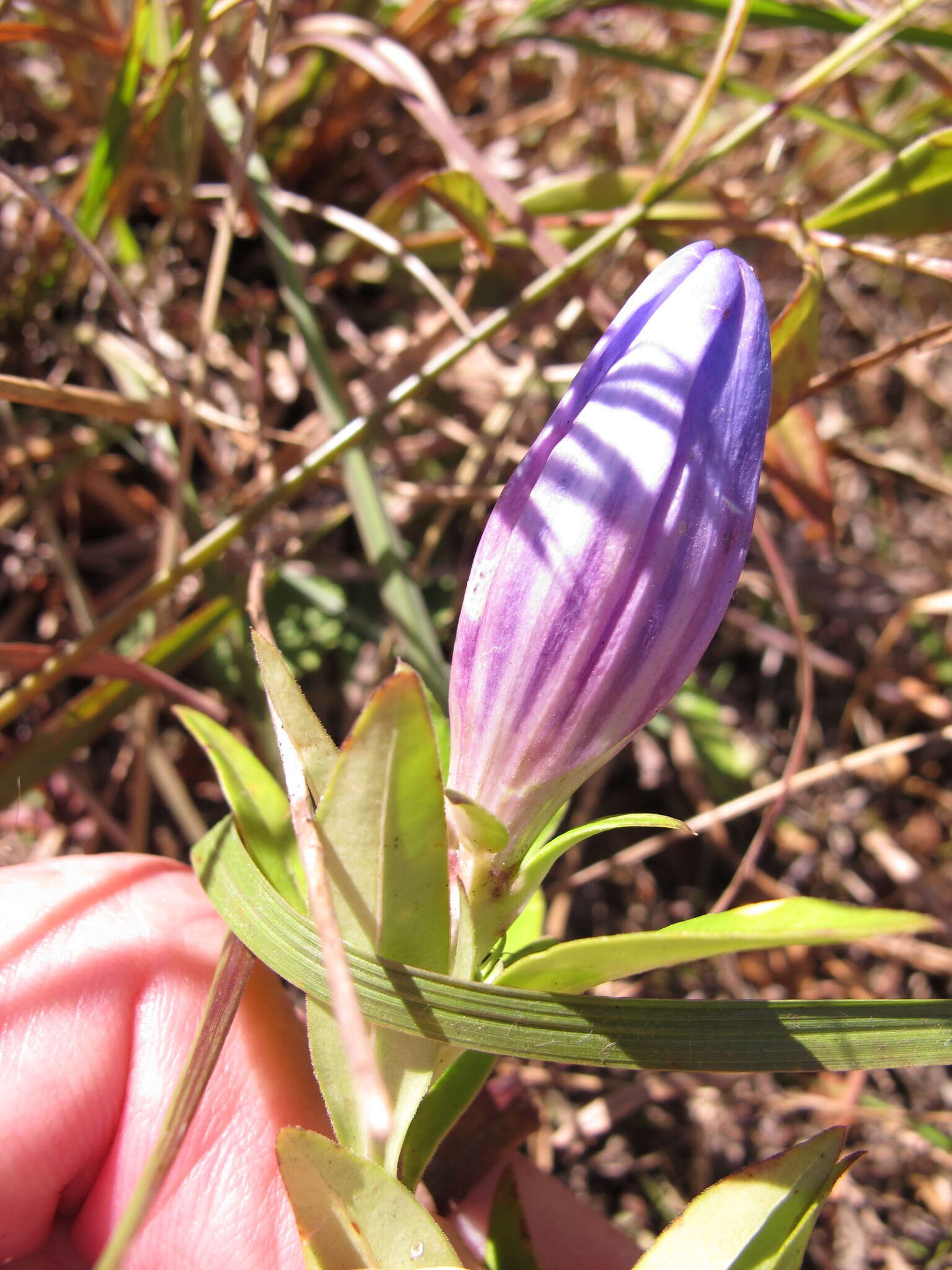 Imagem de Gentiana saponaria L.