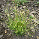 Silene dagestanica Rupr. resmi