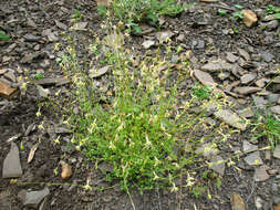 Image de Silene dagestanica Rupr.