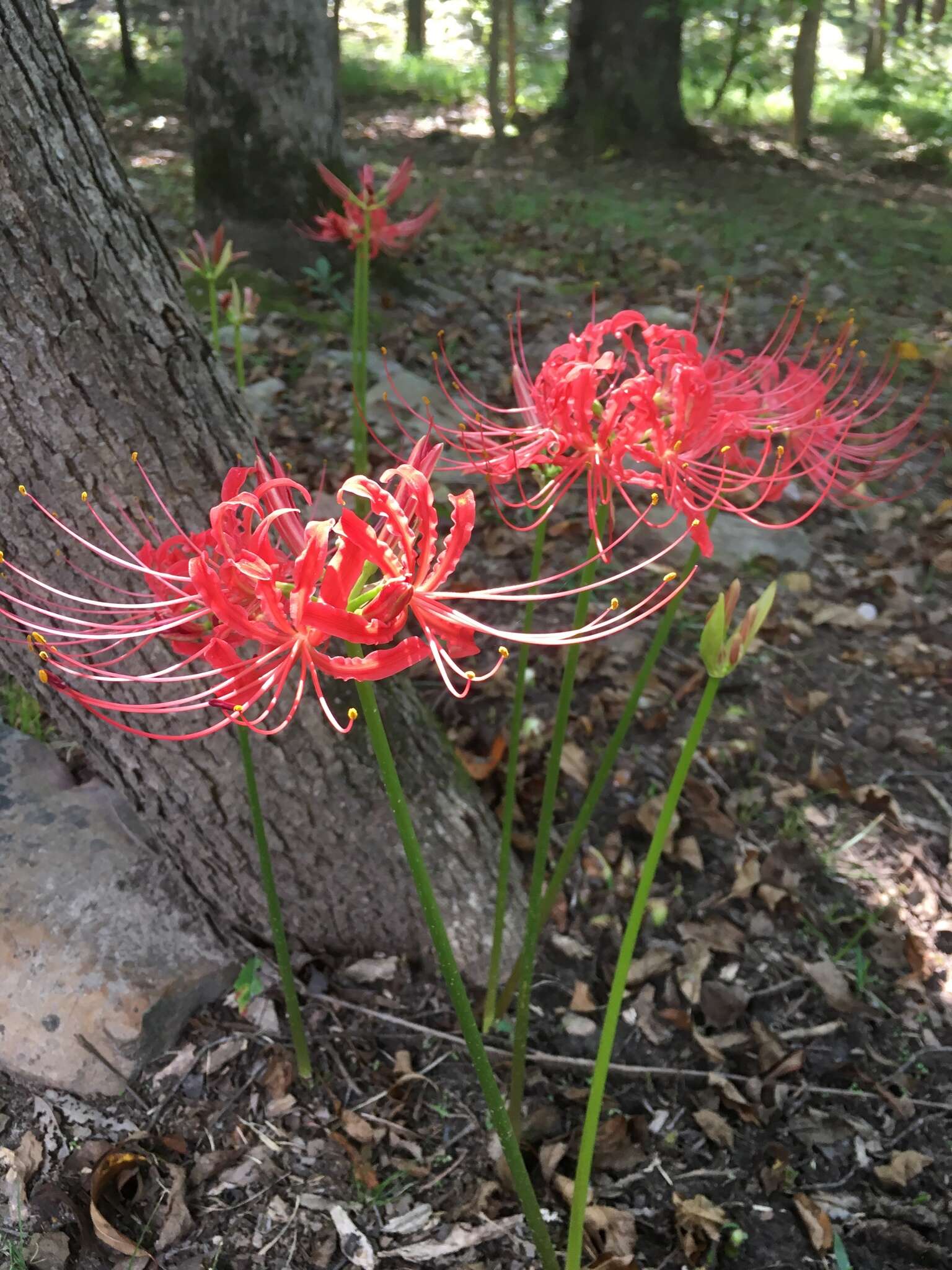 Image of lycoris