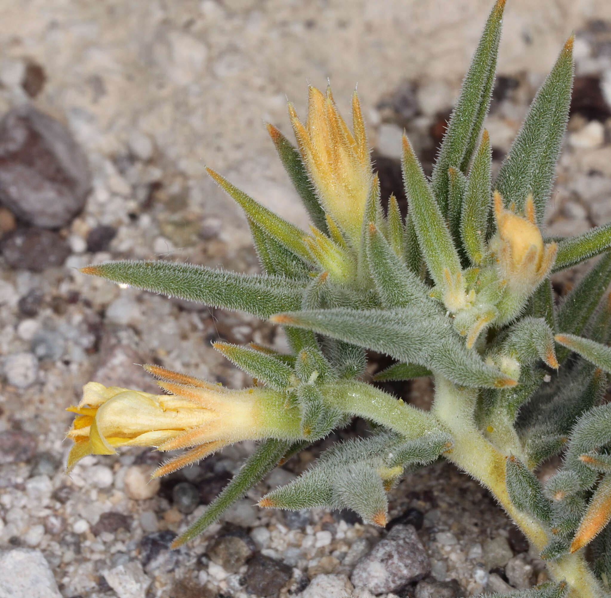 Image of Torrey's blazingstar