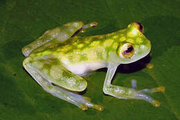 Image of La Palma Glass Frog