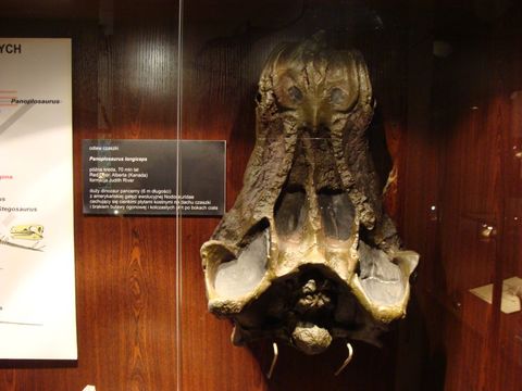 Image of <i>Edmontonia longiceps</i> (Sternberg 1928)