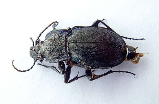 Image of Carabus (Archicarabus) wiedemanni wiedemanni Ménétriés 1836