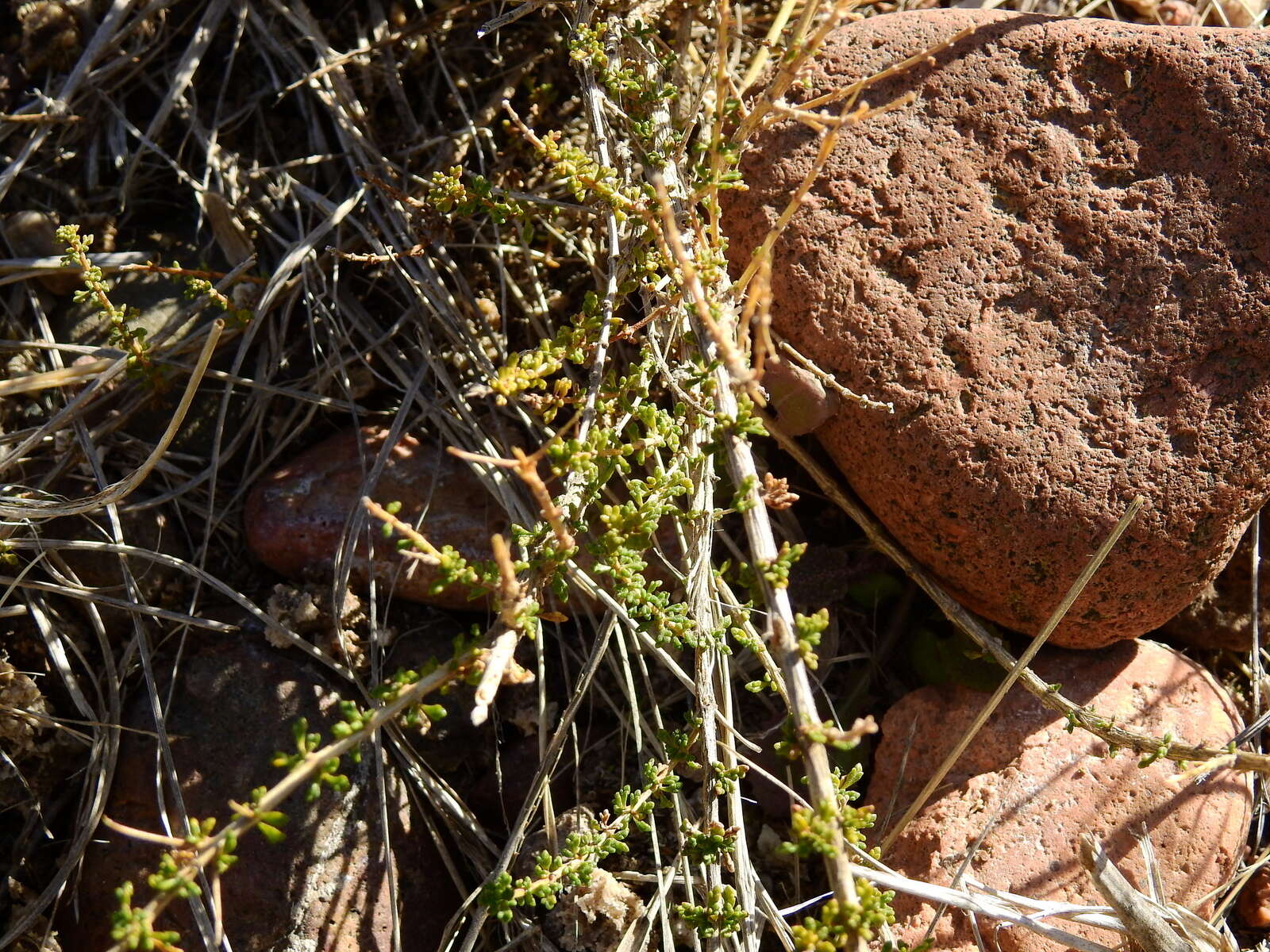 Image of Acantholippia