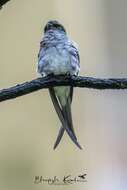 Image of Grey-rumped Treeswift