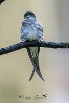 Image of Grey-rumped Treeswift