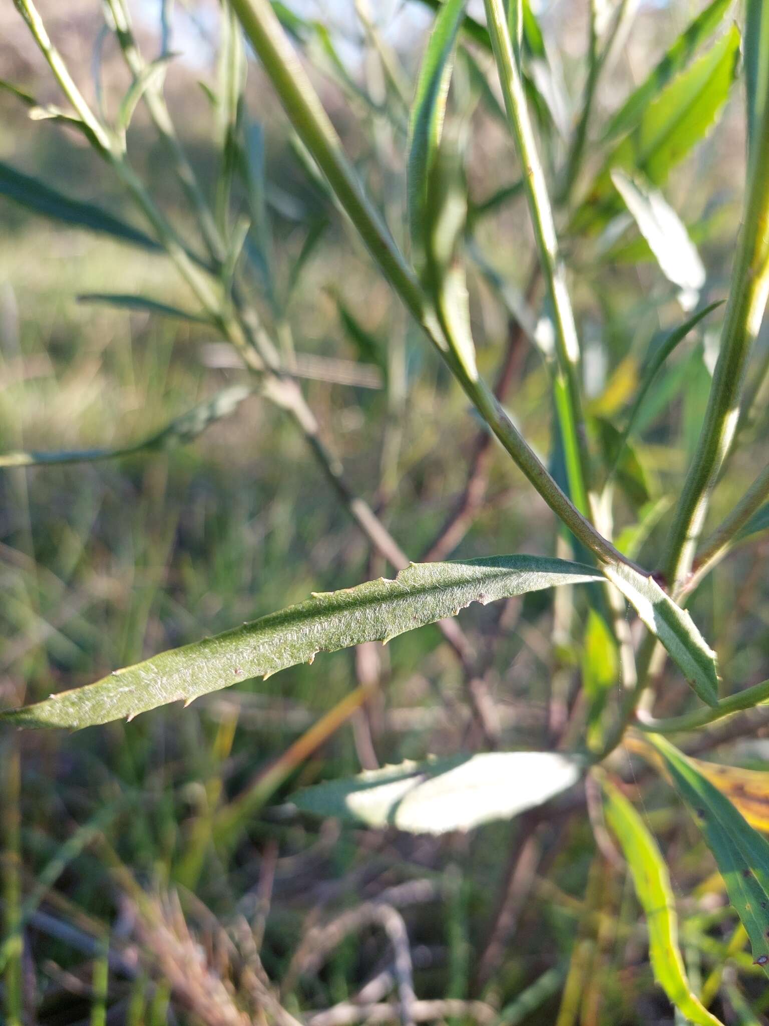 Image of Baccharis spicata (Lam.) Baill.