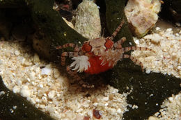Image of Boxer crab