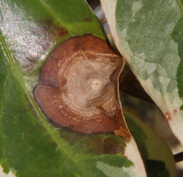 Image of <i>Phyllosticta concentrica</i> Sacc. 1878