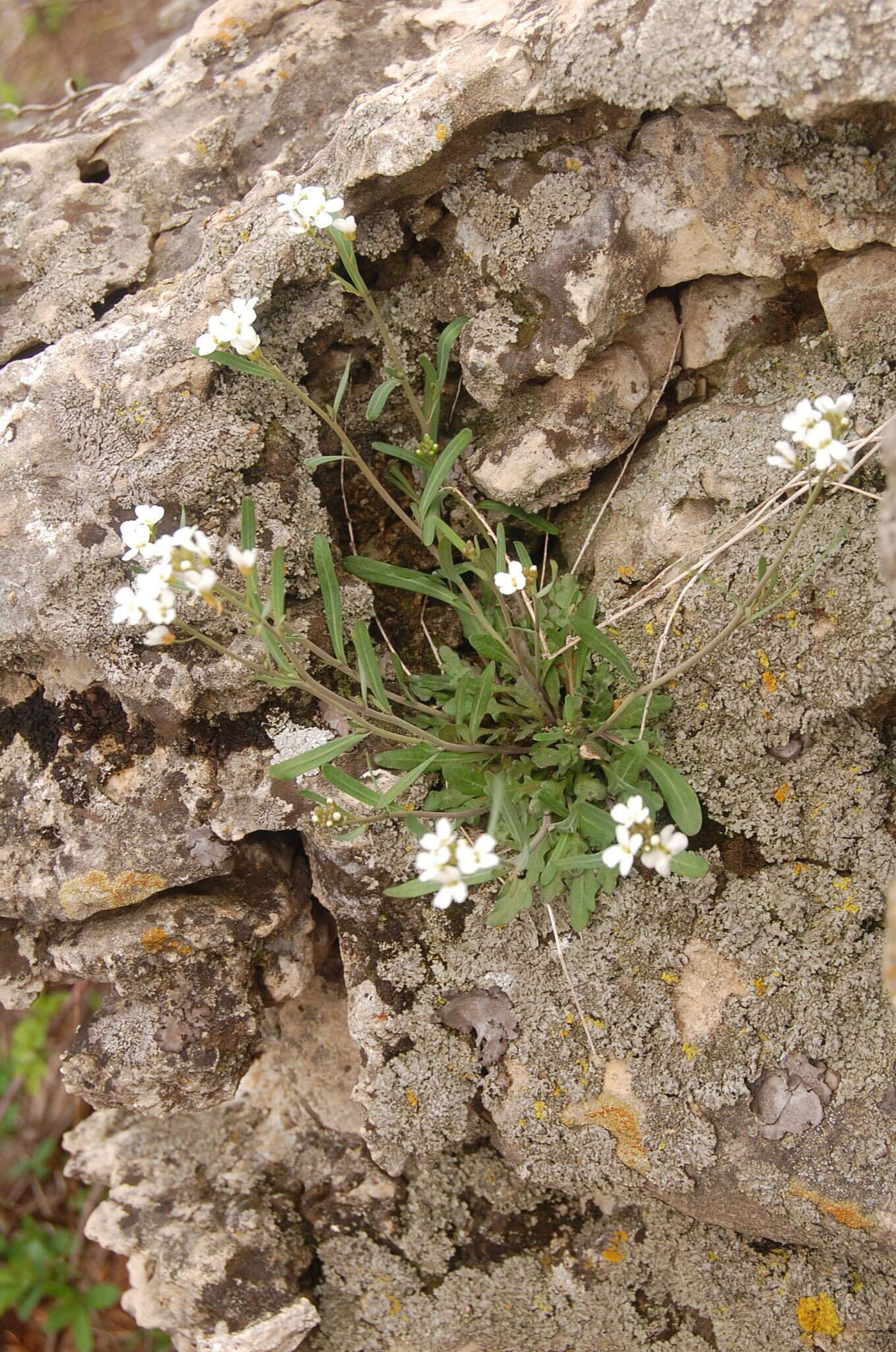 Plancia ëd Arabidopsis lyrata (L.) O'Kane & Al-Shehbaz