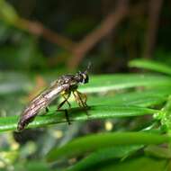 Image of Dioctria hyalipennis (Fabricius 1794)