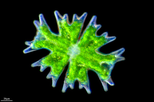 Image of <i>Micrasterias americana</i>