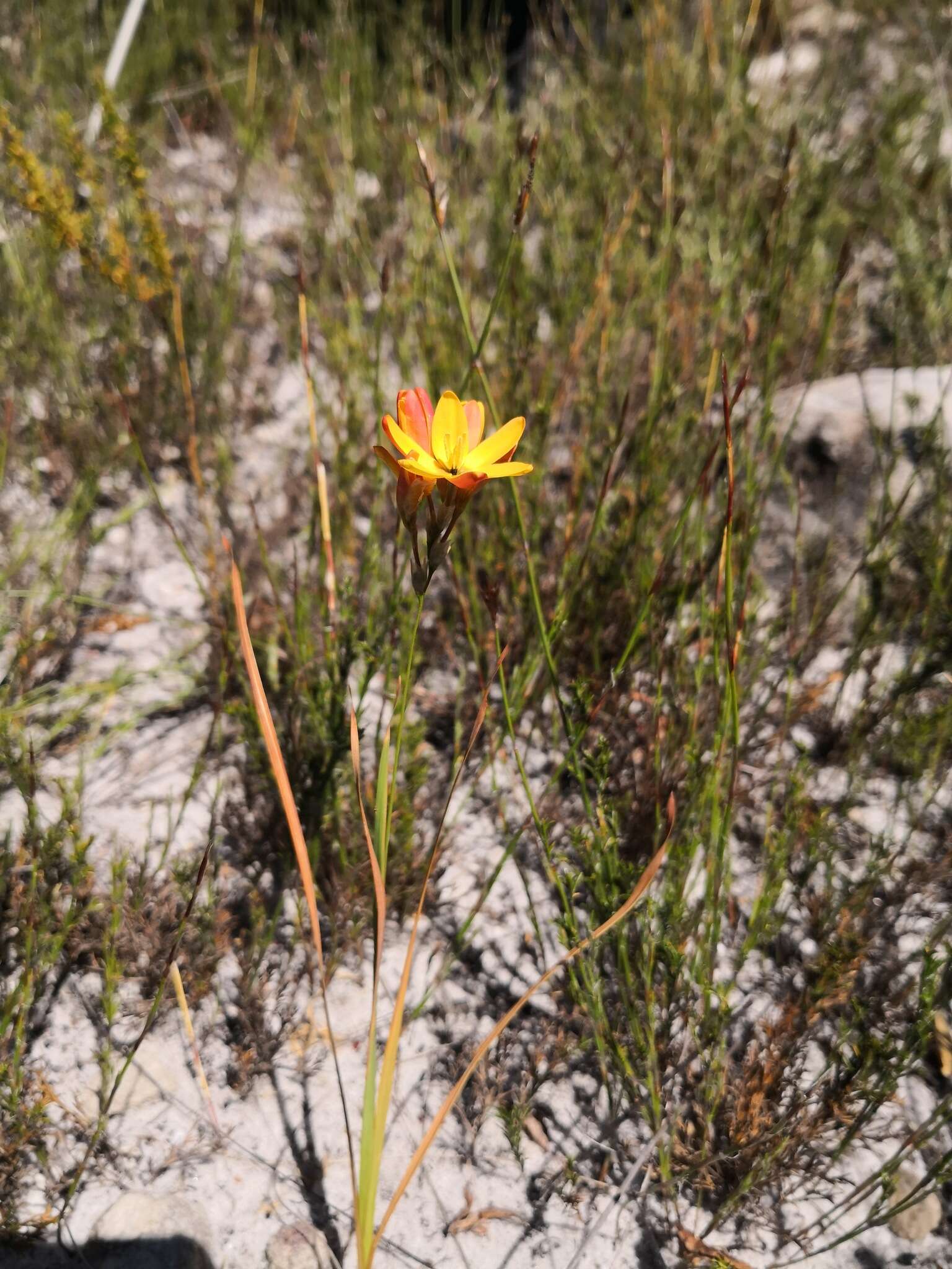 Image of Ixia dubia Vent.